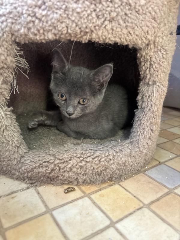 Penny - Lovey Kitten