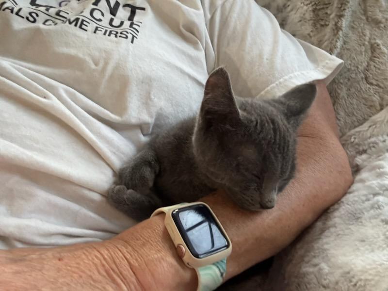 Penny - Lovey Kitten