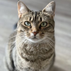 Rosemary, Adult Female Domestic Short Hair