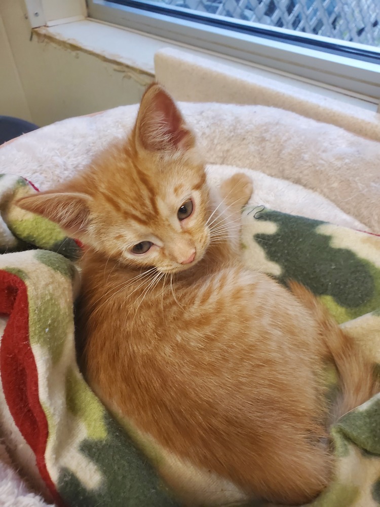 Copper
