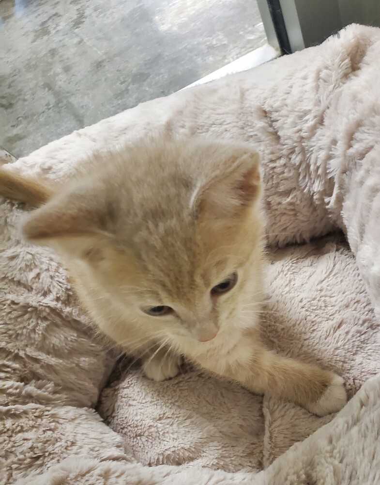 Buttercup