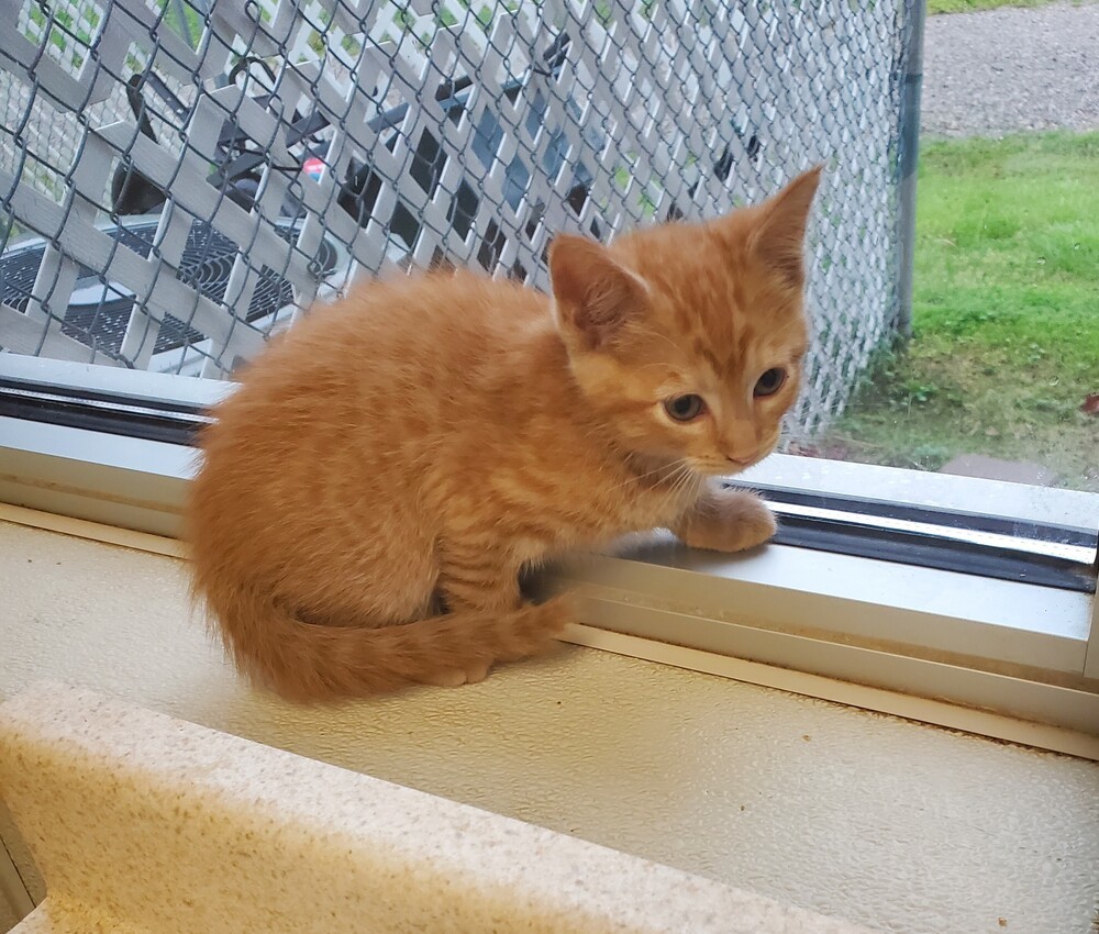 Toffee