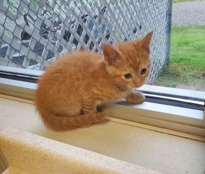 Toffee, Adult Female Domestic Short Hair