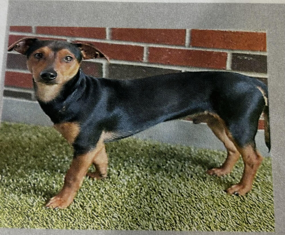 Stretch (aka Winston)