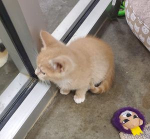 Corky, Adult Female Domestic Short Hair