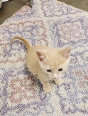 Toby, Adult Male unknown