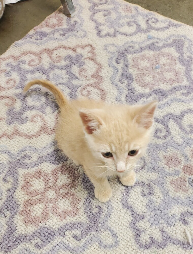 Toby, an adoptable Domestic Short Hair, Tabby in Bartlesville, OK, 74006 | Photo Image 1