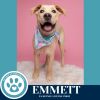 Emmett (The Roadtrippers) 060725 photo 1
