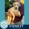 Emmett (The Roadtrippers) 060725 photo 5