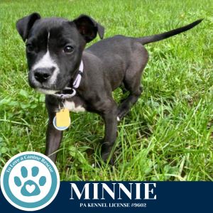 Minnie 060725, Baby Female Labrador Retriever