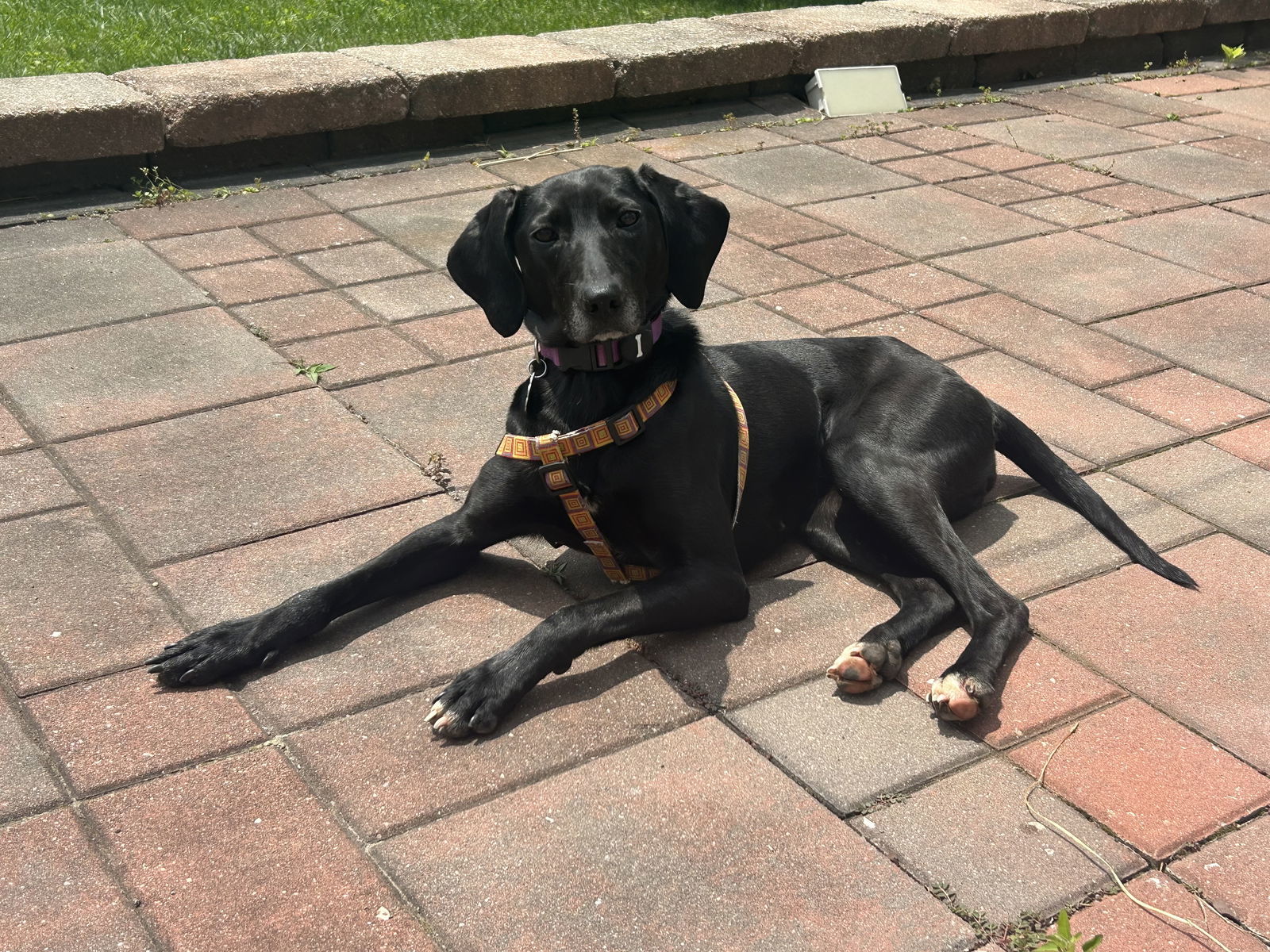 Hazel