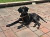 Hazel photo 1