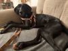 Hazel photo 2