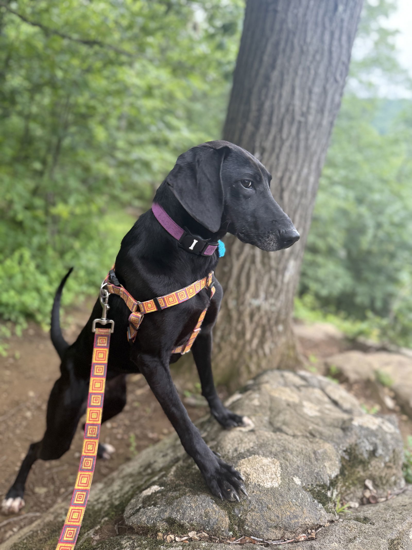 Hazel