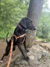 Hazel photo 3