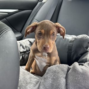 Loretta - AVAILABLE Pit Bull Terrier Dog