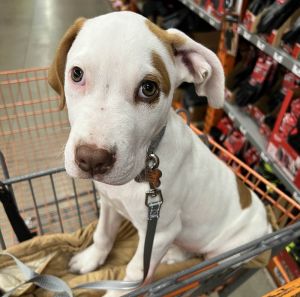 Conway - AVAILABLE Pit Bull Terrier Dog