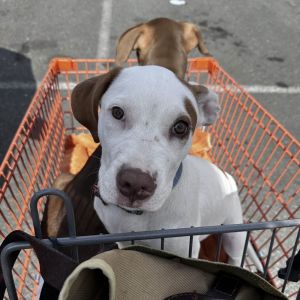 Say howdy to our adorable Country Litter pups Conway and Loretta are ready for their debut and hope