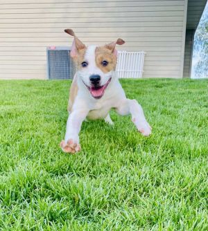 Buford - AVAILABLE Pit Bull Terrier Dog