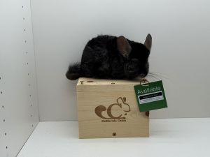 Georgie Chinchilla Small & Furry