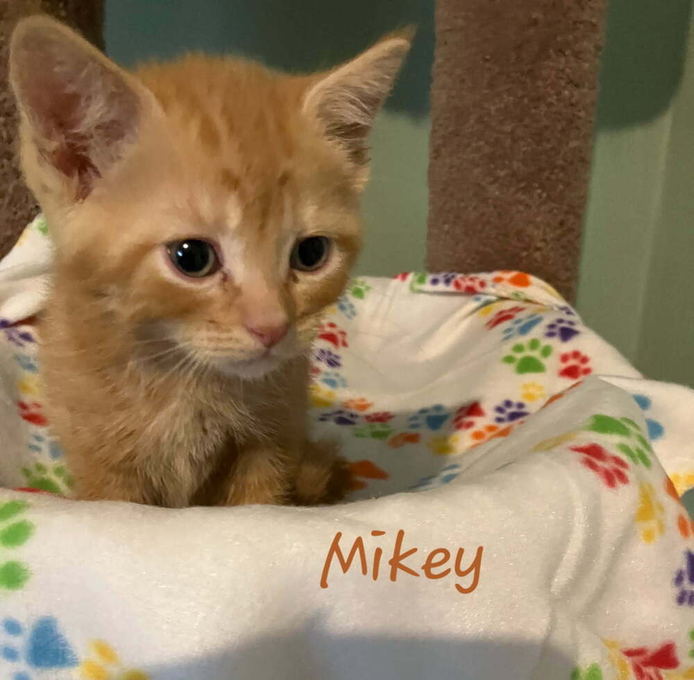 Mikey