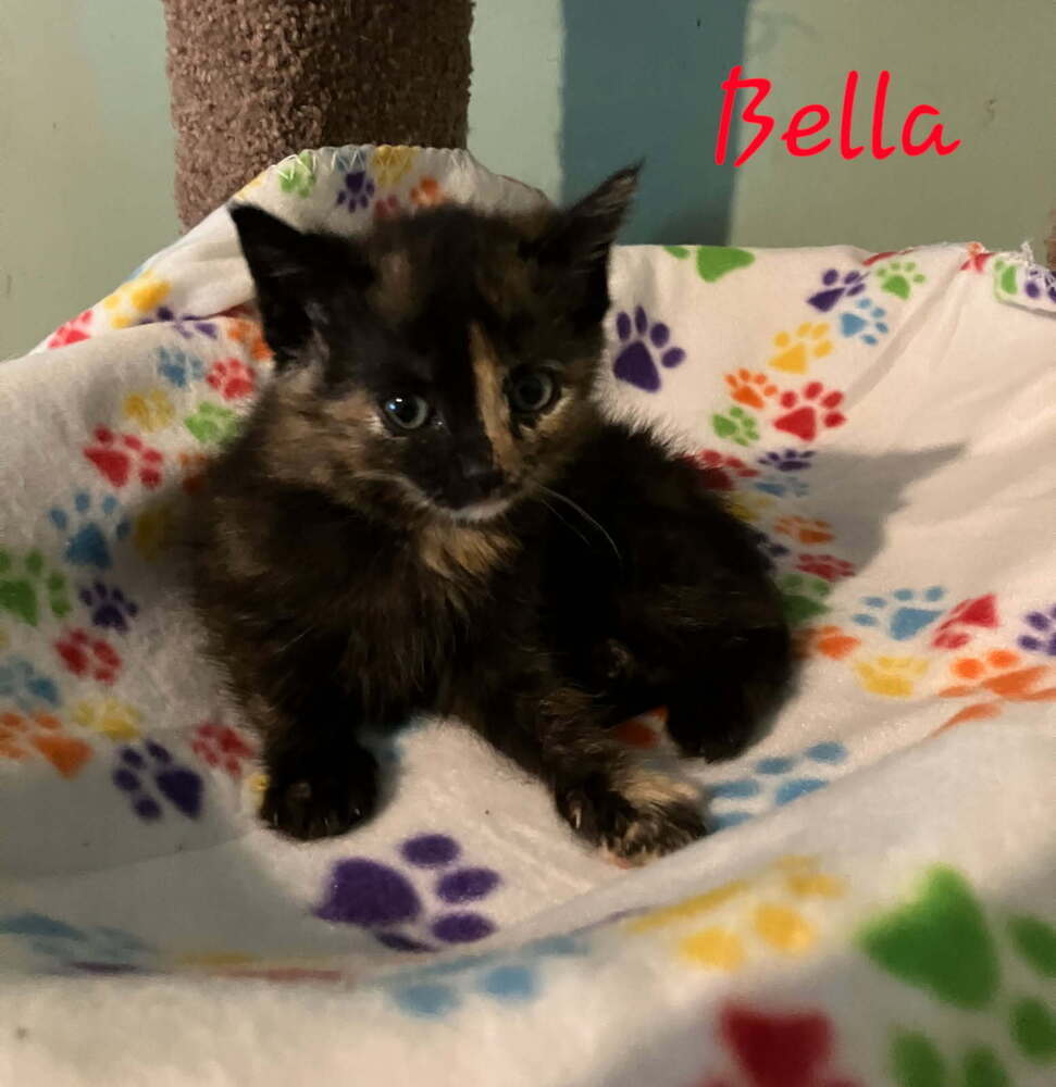 Bella
