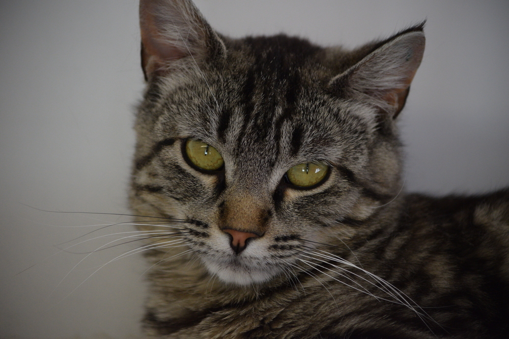 Melody, an adoptable Domestic Short Hair in Salmon, ID, 83467 | Photo Image 1