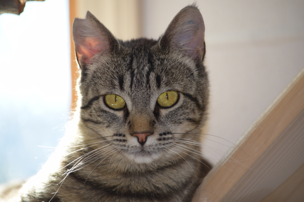 Melody, an adoptable Domestic Short Hair in Salmon, ID, 83467 | Photo Image 1