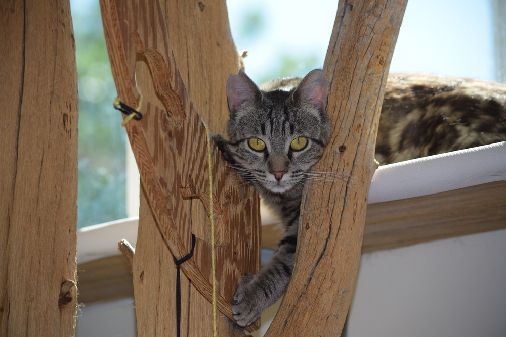 Melody, an adoptable Domestic Short Hair in Salmon, ID, 83467 | Photo Image 2