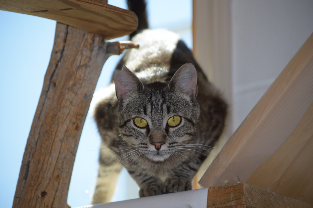 Melody, an adoptable Domestic Short Hair in Salmon, ID, 83467 | Photo Image 3