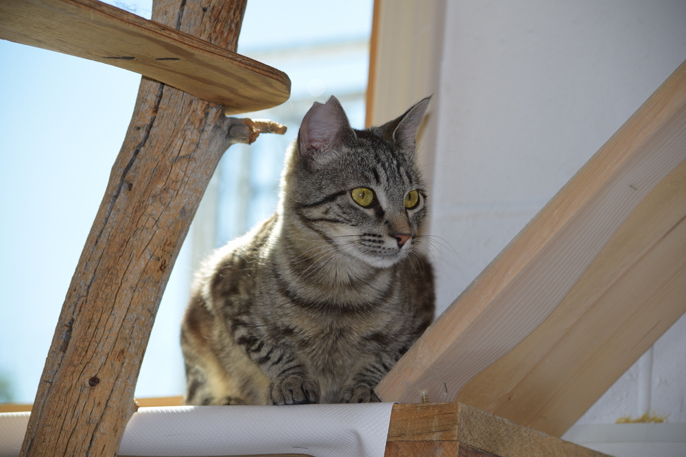 Melody, an adoptable Domestic Short Hair in Salmon, ID, 83467 | Photo Image 4