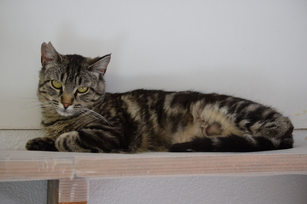 Melody, an adoptable Domestic Short Hair in Salmon, ID, 83467 | Photo Image 5