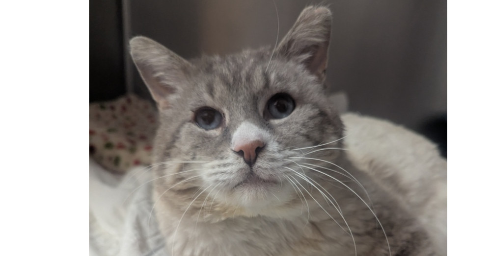 Wilson, an adoptable Siamese in Salmon, ID, 83467 | Photo Image 1