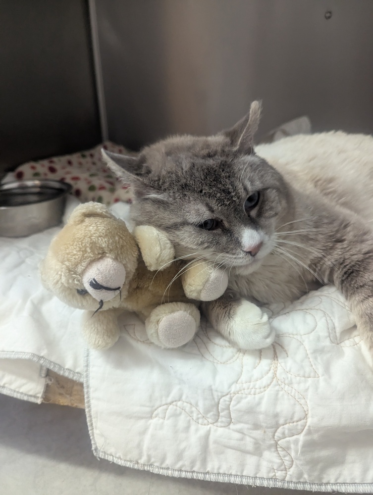 Wilson, an adoptable Siamese in Salmon, ID, 83467 | Photo Image 2