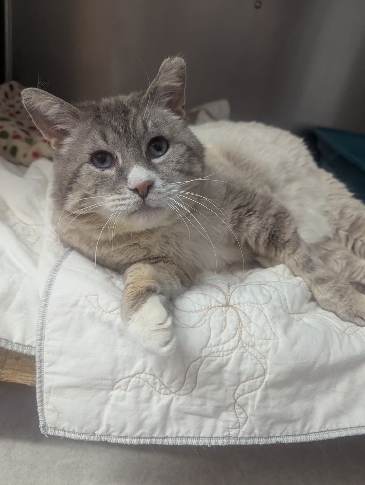 Wilson, an adoptable Siamese in Salmon, ID, 83467 | Photo Image 3