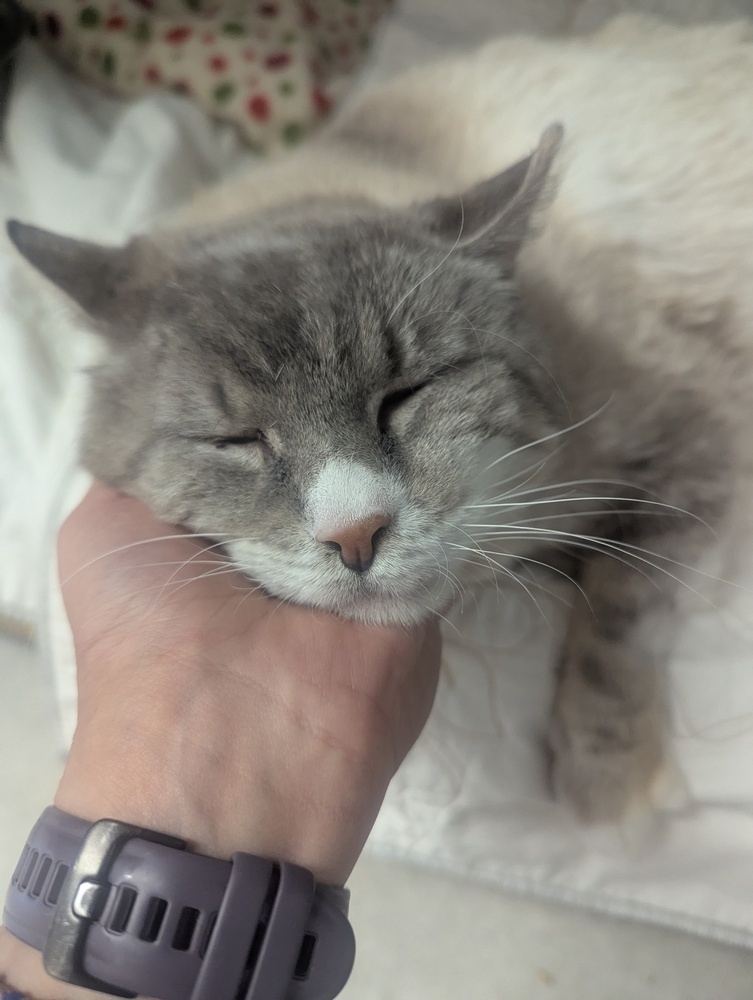 Wilson, an adoptable Siamese in Salmon, ID, 83467 | Photo Image 4