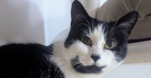 Duck, Young Female Domestic Short Hair