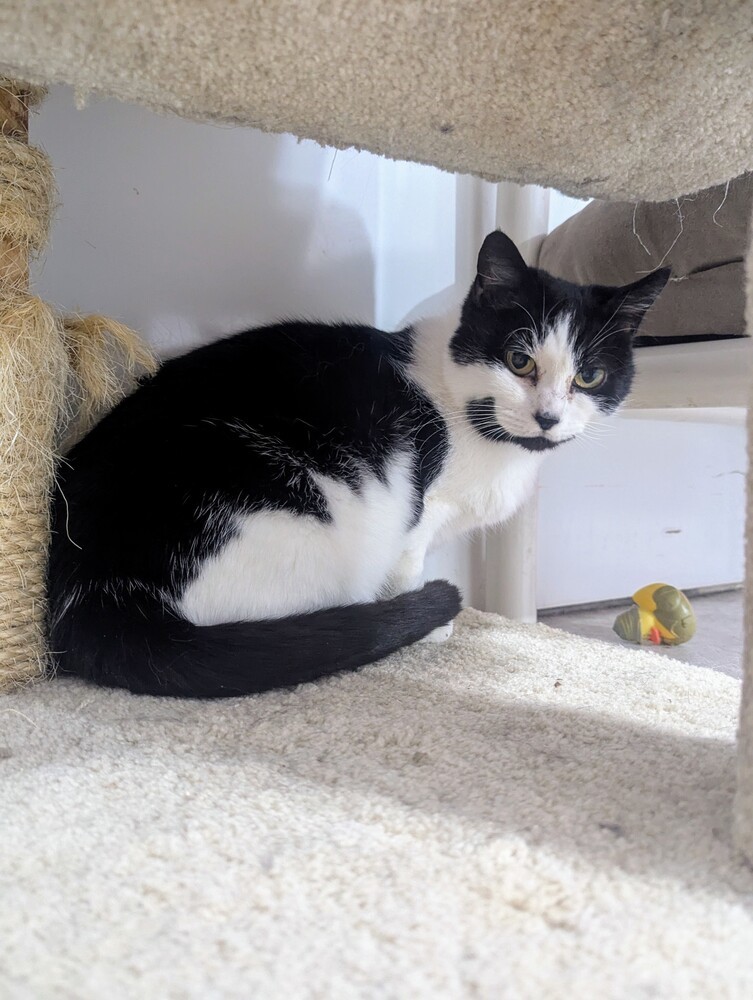 Duck, an adoptable Domestic Short Hair in Salmon, ID, 83467 | Photo Image 2