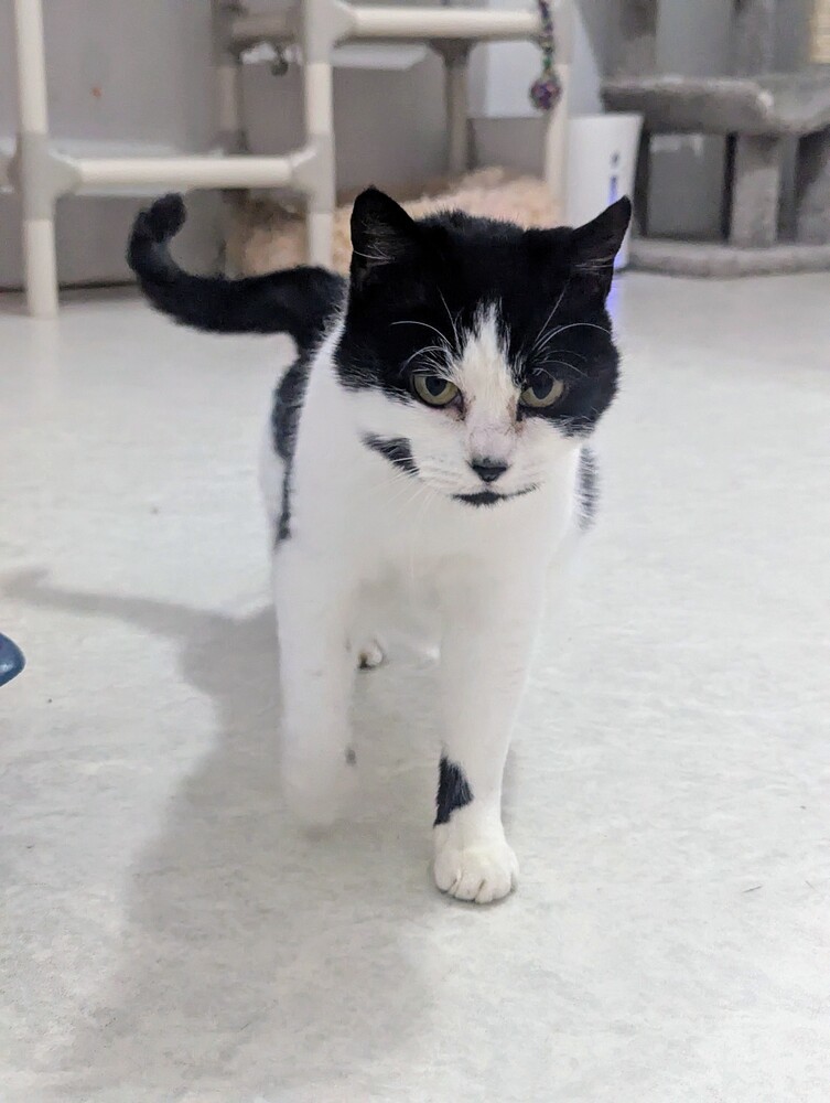 Duck, an adoptable Domestic Short Hair in Salmon, ID, 83467 | Photo Image 3