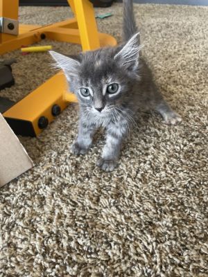 Marie, Baby Female Domestic Long Hair