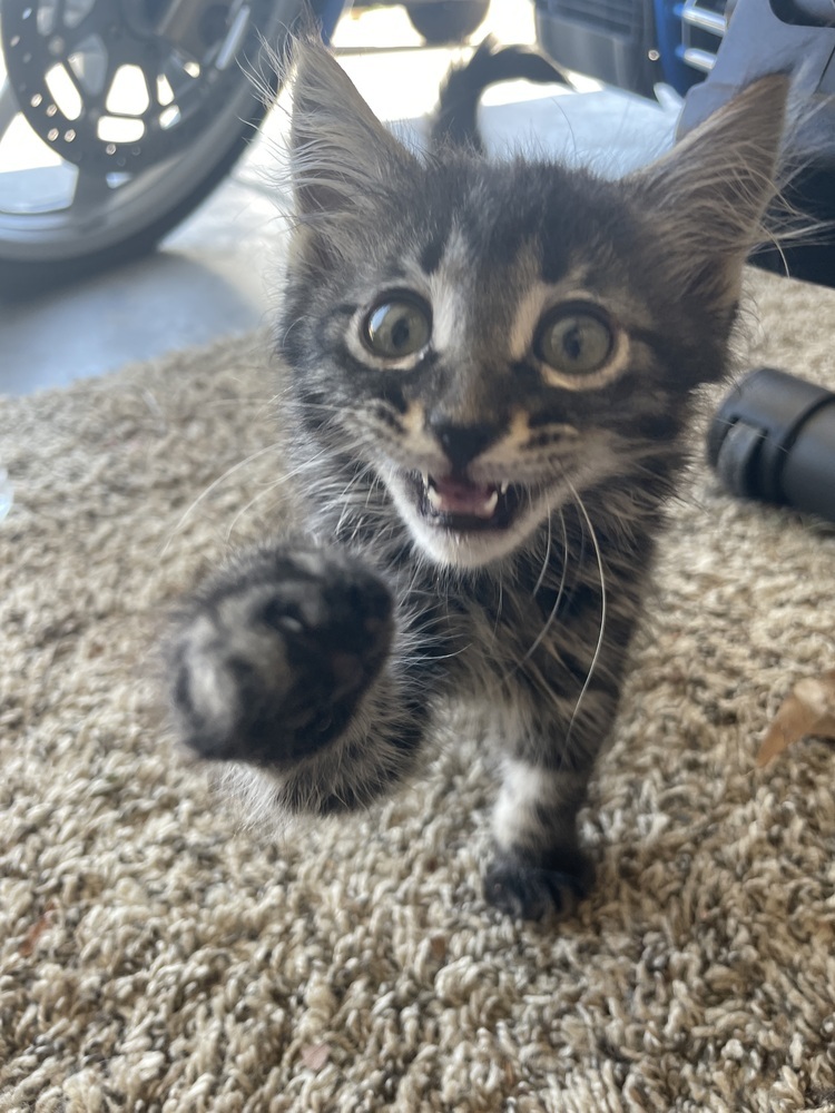 Berlioz, an adoptable Domestic Long Hair in Jemez Pueblo, NM, 87024 | Photo Image 1