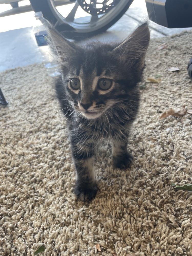 Berlioz, an adoptable Domestic Long Hair in Jemez Pueblo, NM, 87024 | Photo Image 2