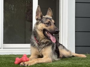 Nyx, Young Female German Shepherd Dog