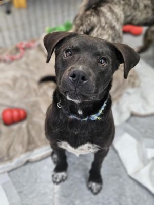 Dale, Adult Male Labrador Retriever