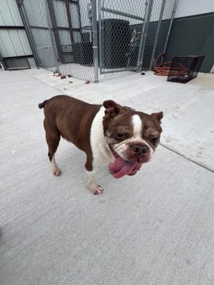 Mimzy, Senior Female unknown