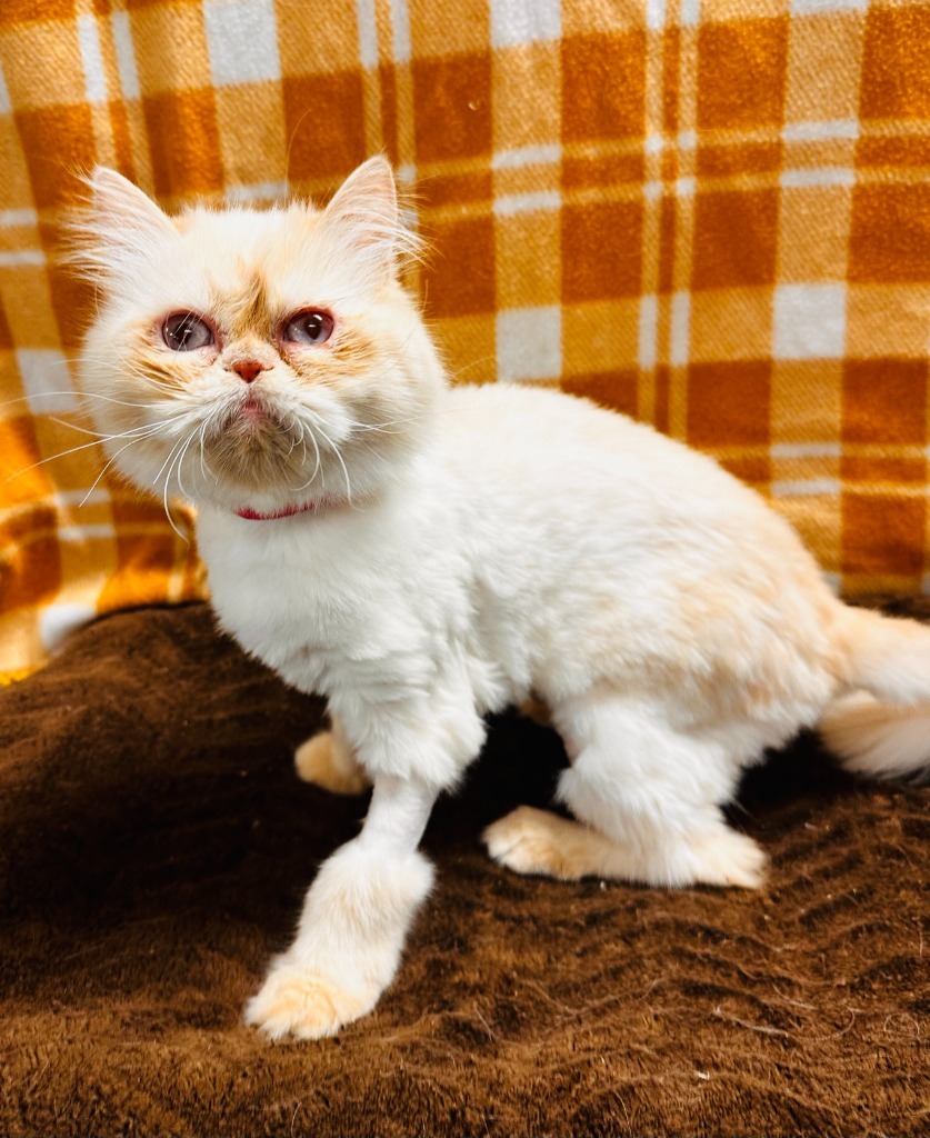 Tamara, an adoptable Persian in Lemoore, CA, 93245 | Photo Image 1