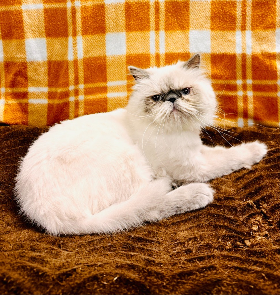 Judith, an adoptable Persian in Lemoore, CA, 93245 | Photo Image 1