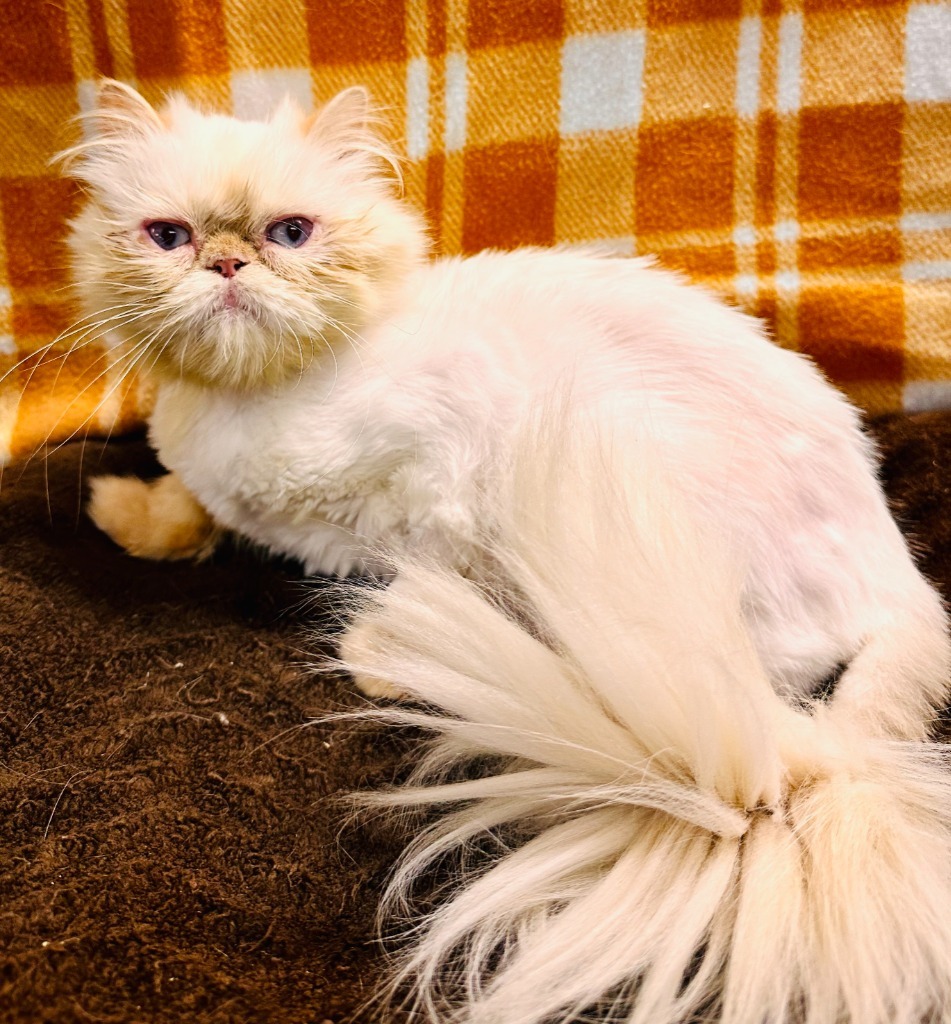Louise, an adoptable Persian in Lemoore, CA, 93245 | Photo Image 1