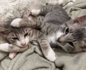 Delta, Baby Female Domestic Short Hair
