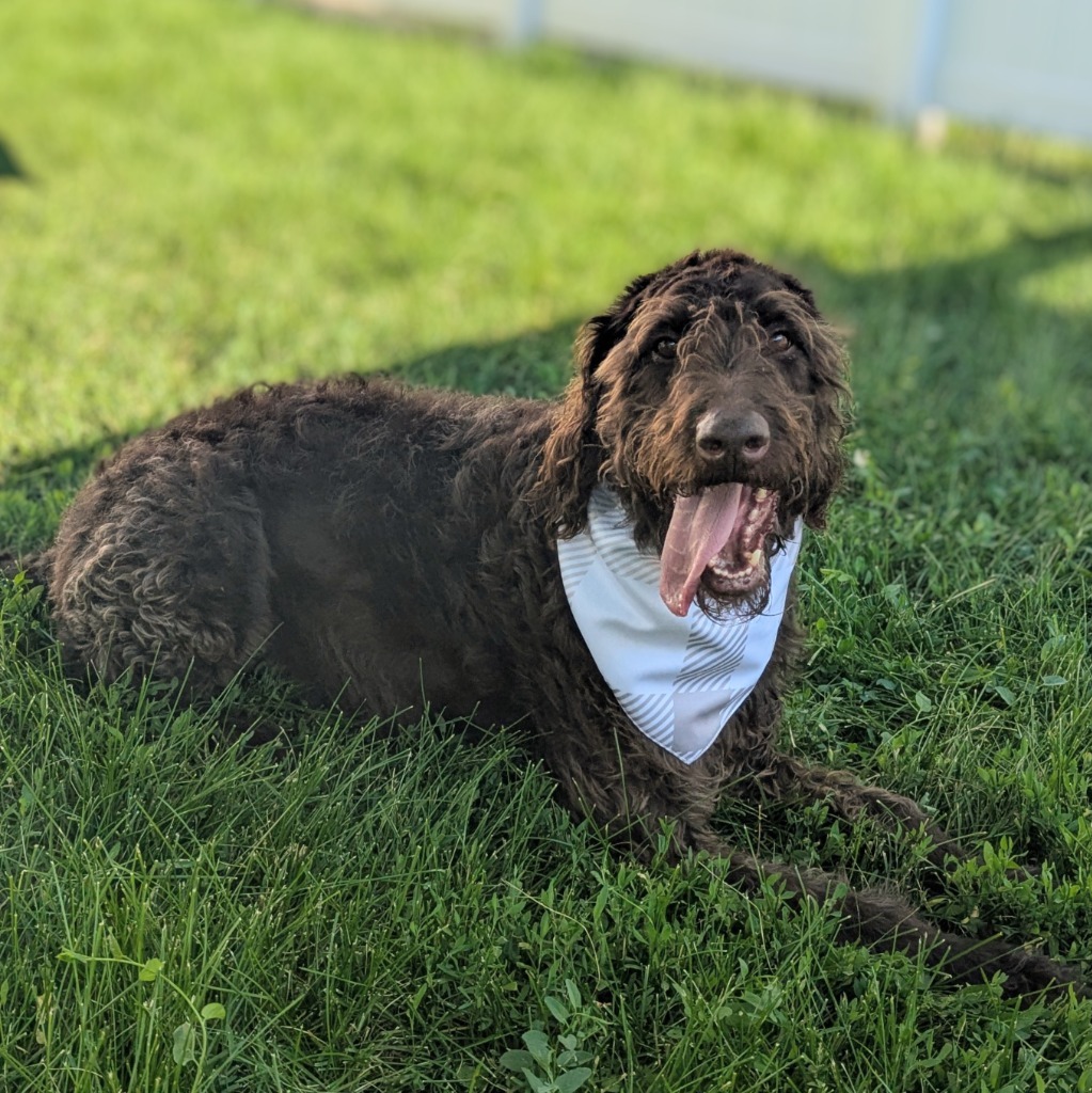 Bodi
